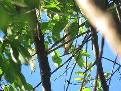 Vireo olivaceus
