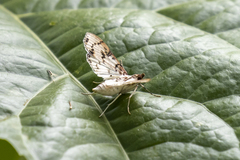 Azochis rufidiscalis