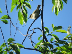 Vireo olivaceus