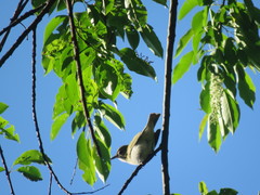 Vireo olivaceus