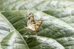 Azochis rufidiscalis