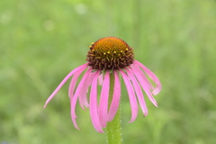 Echinacea simulata