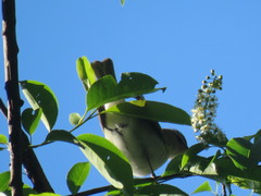 Vireo olivaceus