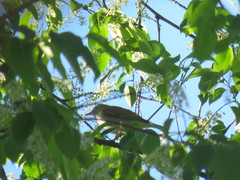 Vireo olivaceus
