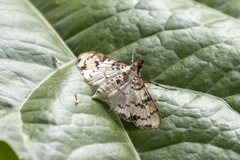 Azochis rufidiscalis