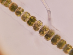 Desmidium grevillei