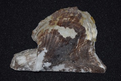 Pteria colymbus