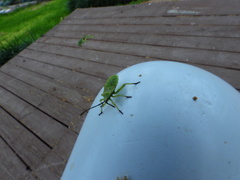 Piezogaster calcarator