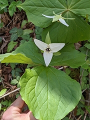 Trillium simile