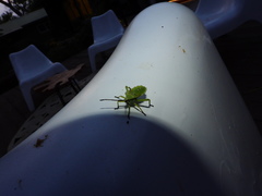 Piezogaster calcarator