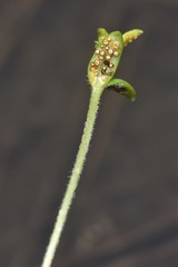 Puccinia plumbaria