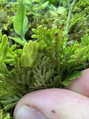 Asplenium theciferum