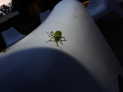 Piezogaster calcarator