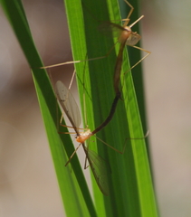 Tricyphona