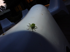 Piezogaster calcarator