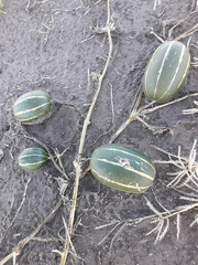 Cucurbita andreana