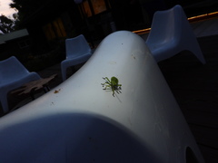 Piezogaster calcarator