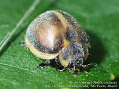 Epilachna clandestina