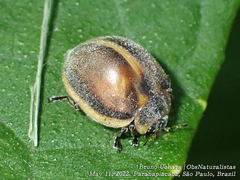 Epilachna clandestina