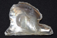 Pteria colymbus