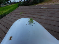 Piezogaster calcarator