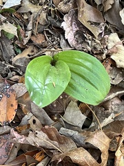 Galearis spectabilis