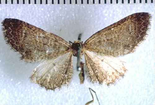 Chloroclystis modesta