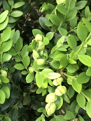 Psylla buxi