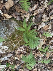 Phegopteris connectilis