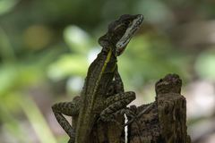 Basiliscus vittatus