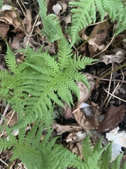 Phegopteris connectilis