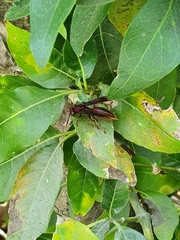 Polistes canadensis canadensis