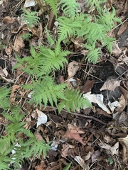 Phegopteris connectilis