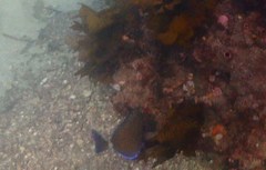 Prionurus maculatus