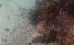 Prionurus maculatus