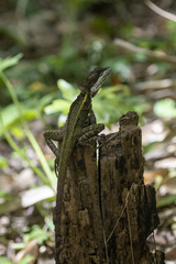 Basiliscus vittatus