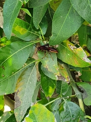Polistes canadensis canadensis