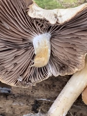 Candolleomyces candolleanus