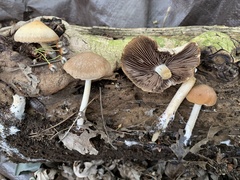 Candolleomyces candolleanus