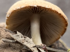 Candolleomyces candolleanus