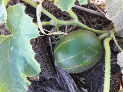 Cucurbita andreana