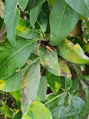 Polistes canadensis canadensis