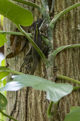 Basiliscus vittatus