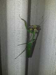 Stagmatoptera praecaria