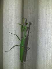 Stagmatoptera praecaria