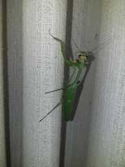 Stagmatoptera praecaria