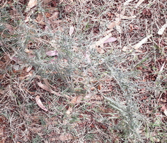 Magnoliopsida