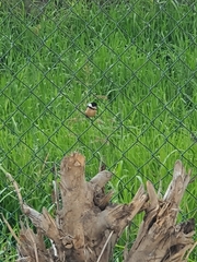 Sporophila torqueola