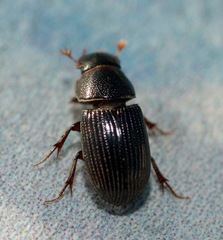 Ataenius strigatus
