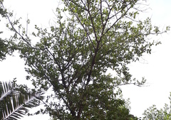 Ziziphus mauritiana